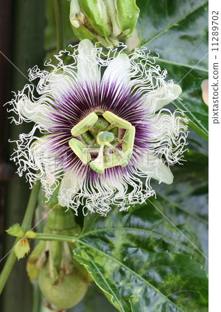 passion fruit passion fruit 11289702
