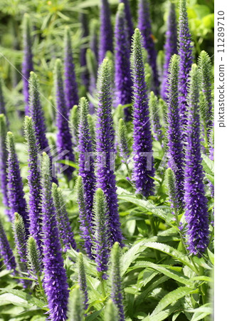 維羅尼卡 11289710