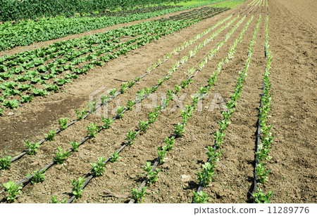 Plantations with lettuce Plantations with lettuce 11289776