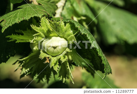 Branch with hazelnuts Branch with hazelnuts 11289777