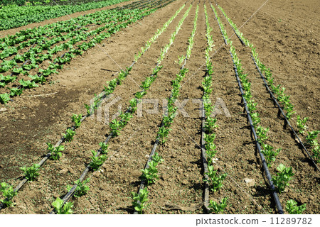 Plantations with lettuce Plantations with lettuce 11289782