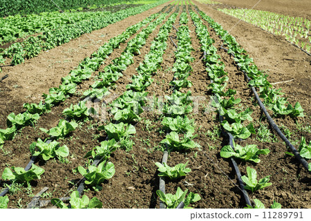 Plantations with lettuce 11289791