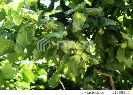 Branch with hazelnuts 11289803