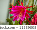 Peacock Cactus 11289808