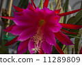 Peacock Cactus 11289809