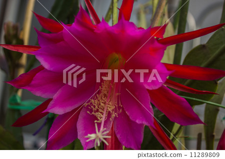 Peacock Cactus Peacock Cactus 11289809