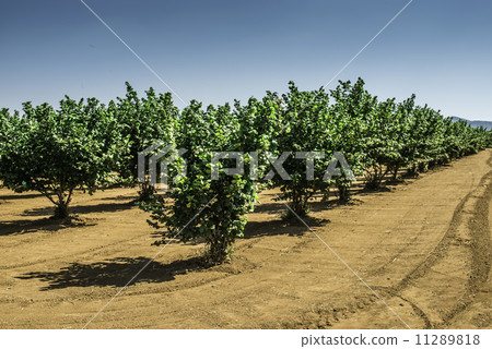 Hazel tree plantation 11289818