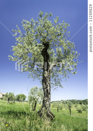 Olive tree in Italy 11289829