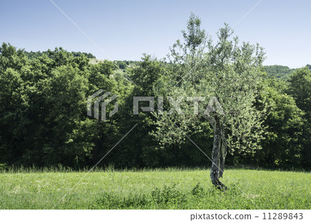 Olive trees in Italy Olive trees in Italy 11289843