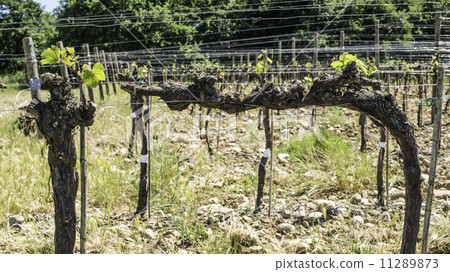 Budding vineyards Budding vineyards 11289873