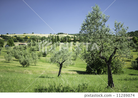 Olive trees in Italy Olive trees in Italy 11289874