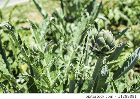 Artichoke plantation 11289881