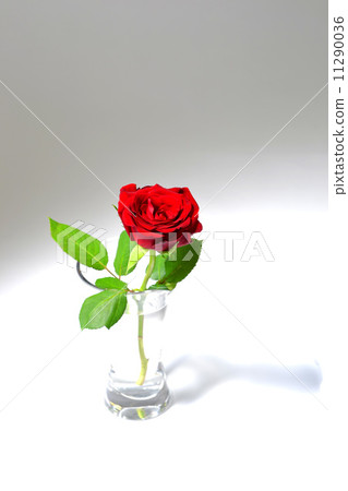A red rose A red rose 11290036