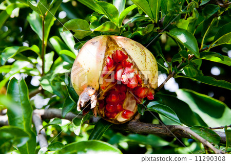 Pomegranate fruit 11290308
