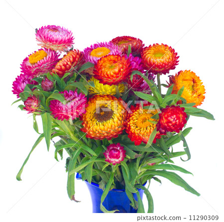 Everlasting flowers 11290309