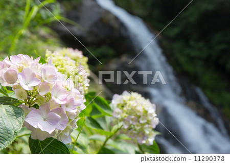 A waterfall and a hydrangea on the way home 11290378
