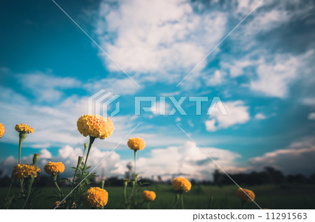 Marigolds or Tagetes erecta flower vintage Marigolds or Tagetes erecta flower vintage 11291563