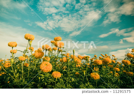 Marigolds or Tagetes erecta flower vintage 11291575