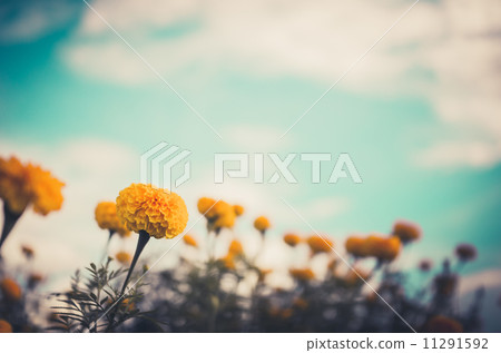 Marigolds or Tagetes erecta flower vintage 11291592