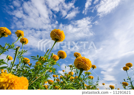 Marigolds or Tagetes erecta flower 11291621