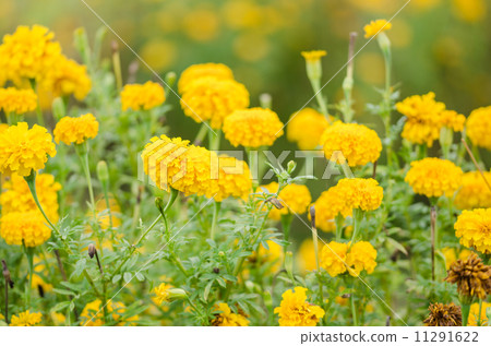 Marigolds or Tagetes erecta flower Marigolds or Tagetes erecta flower 11291622