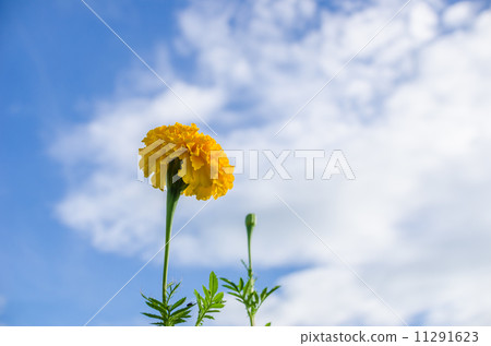 Marigolds or Tagetes erecta flower Marigolds or Tagetes erecta flower 11291623