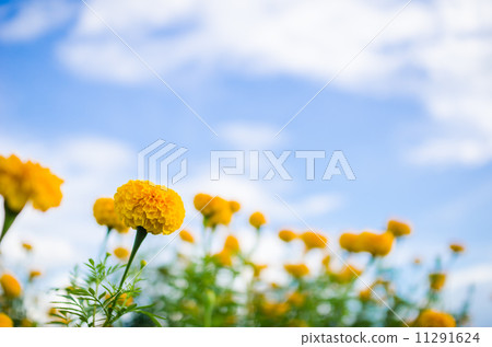 Marigolds or Tagetes erecta flower Marigolds or Tagetes erecta flower 11291624