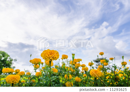 Marigolds or Tagetes erecta flower Marigolds or Tagetes erecta flower 11291625
