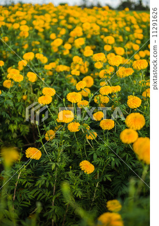 Marigolds or Tagetes erecta flower Marigolds or Tagetes erecta flower 11291626