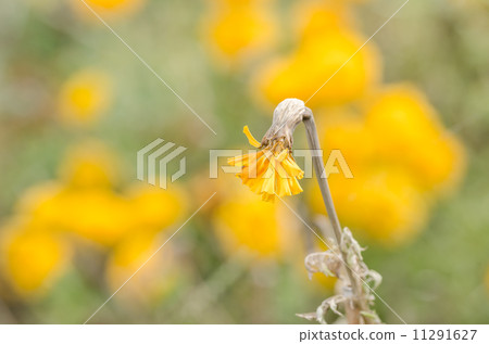 Marigolds or Tagetes erecta flower Marigolds or Tagetes erecta flower 11291627