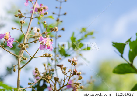 Pink flower Pink flower 11291628
