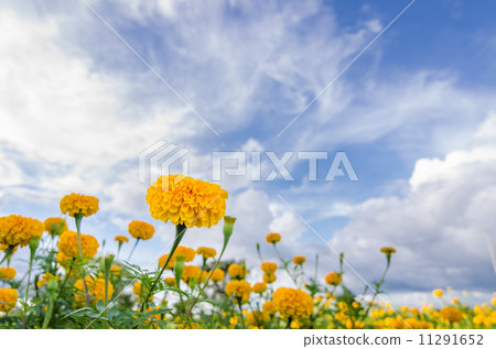 Marigolds or Tagetes erecta flower Marigolds or Tagetes erecta flower 11291652