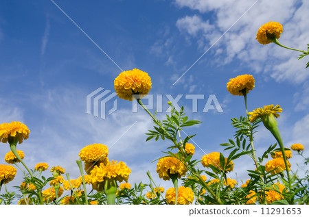 Marigolds or Tagetes erecta flower Marigolds or Tagetes erecta flower 11291653