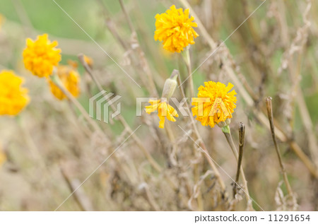 Marigolds or Tagetes erecta flower Marigolds or Tagetes erecta flower 11291654