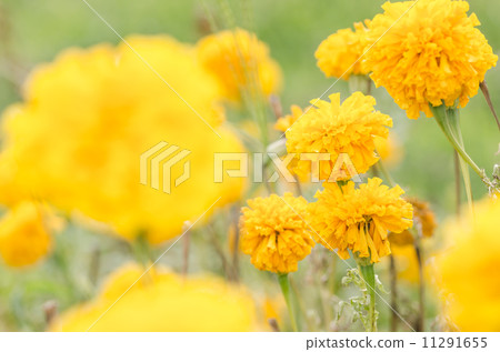 Marigolds or Tagetes erecta flower 11291655