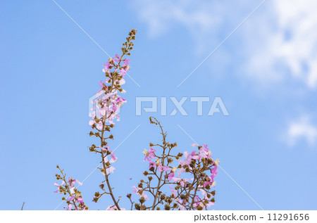Pink flower Pink flower 11291656
