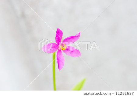 Pink flower Pink flower 11291657