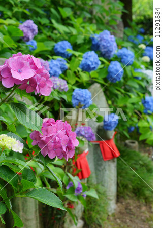 亞達寺和Jizo的繡球花 11291884