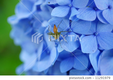 繡球花和扇貝 11291979