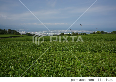 茶園和清水港 11291980