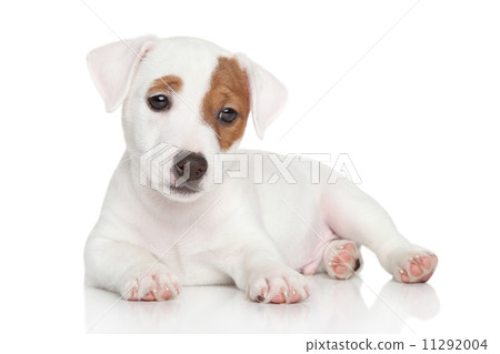 Jack Russell puppy on white 11292004