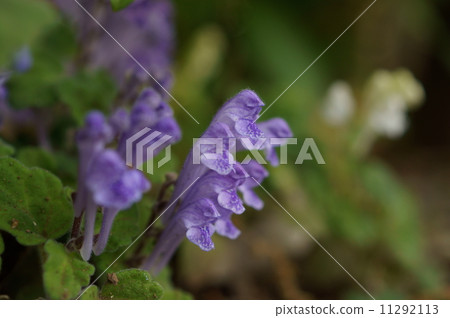 核桃野生花園 核桃野生花園 11292113