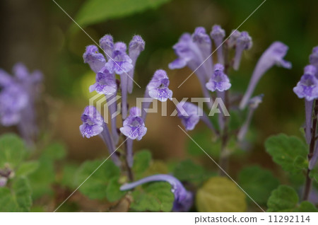 核桃野生花園 核桃野生花園 11292114