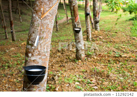 Rubber trees 11292142