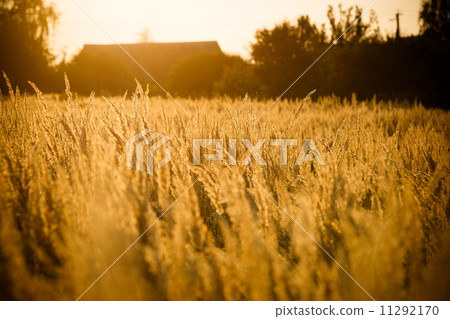 Spikes of grass Spikes of grass 11292170