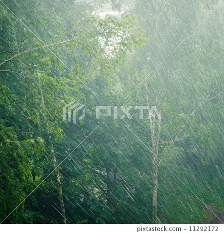 Trees in the rain Trees in the rain 11292172