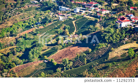 Mae Salong village Mae Salong village 11292353