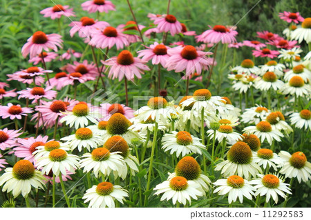 Echinacea Echinacea 11292583