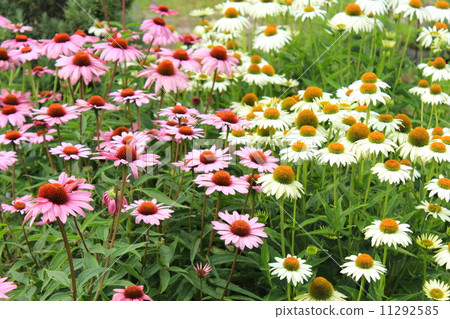Echinacea Echinacea 11292585