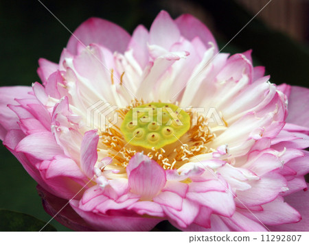 蓮花 蓮花 11292807